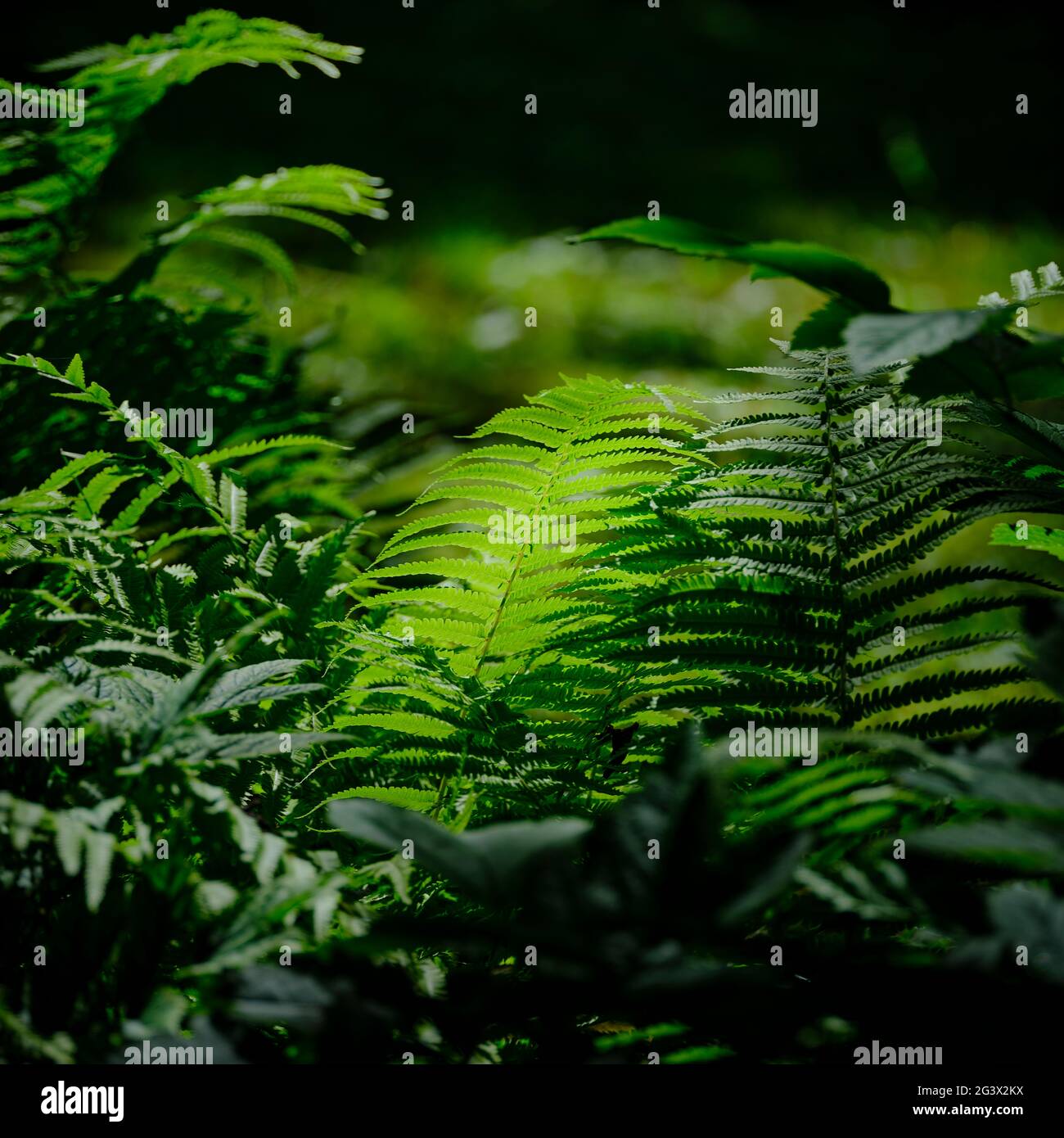 Ferns forest sunlight hi-res stock photography and images - Alamy