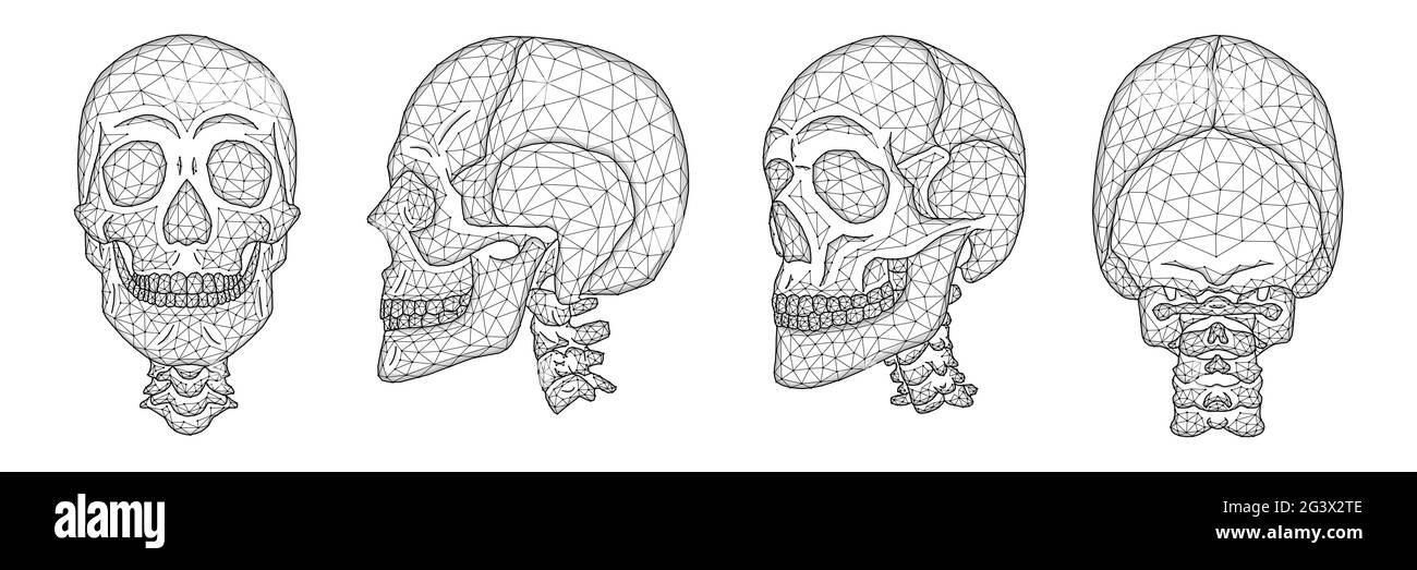 Polygonal vector illustration of a human skull front, side, and back view. A set of anatomical models of skulls with the upper p Stock Photo