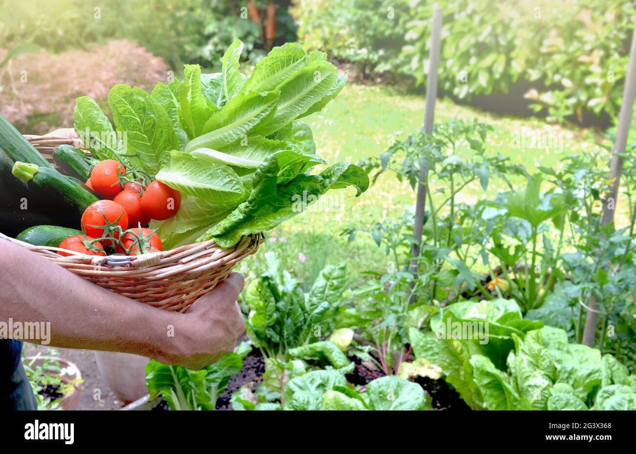 man holding a basket filled with freshly picked seasonal vegetables in ...