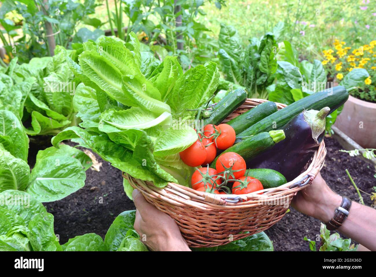 man holding a basket filled with freshly picked seasonal vegetables in ...