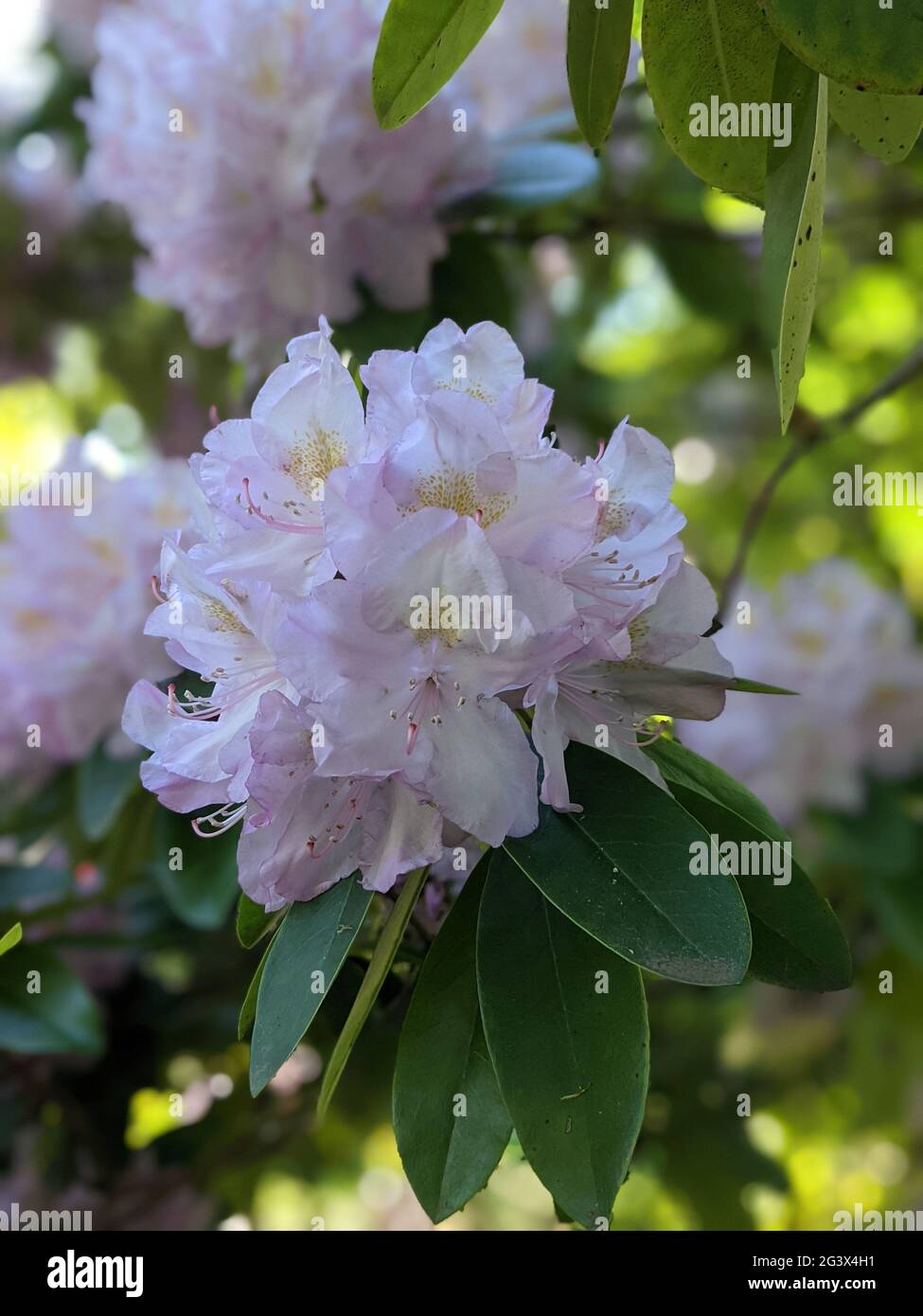 Close-up view of a blossoming white rhododendron. Nahansicht eines blühenden Rhododendrons. Stock Photo