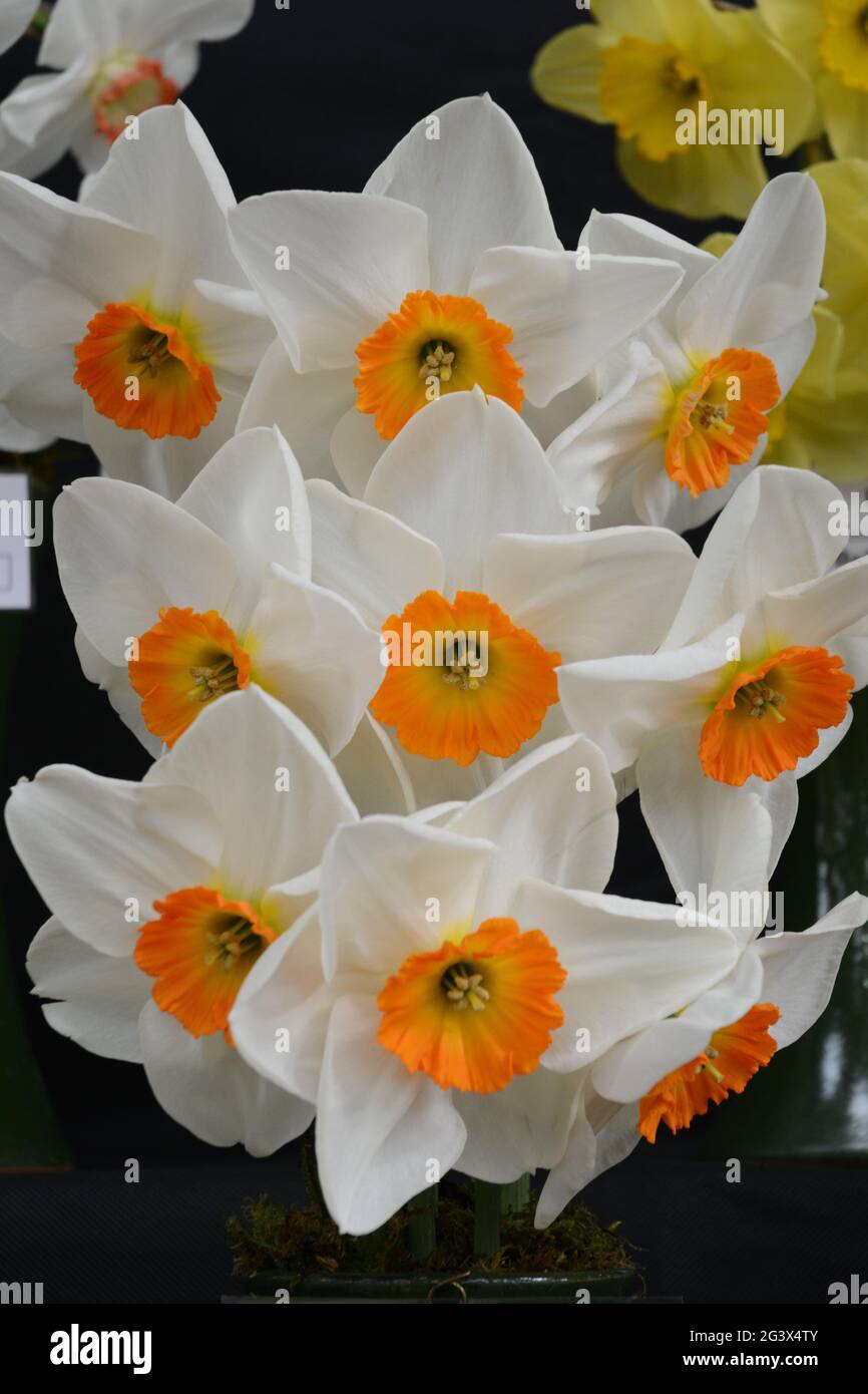 Daffodils on show Stock Photo