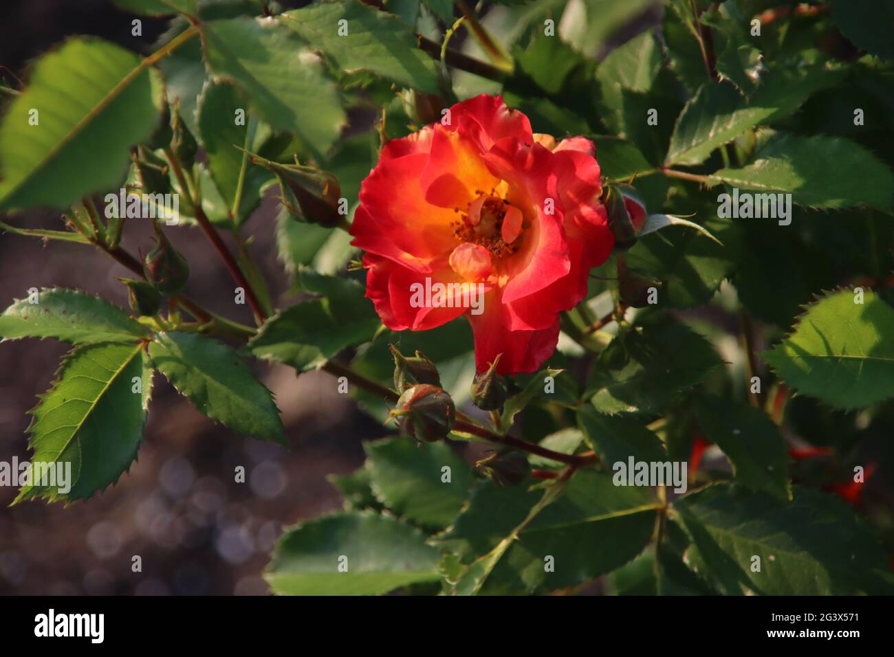 Long Stemmed Rose Hybrid Tea Summer Of Love 175mm Pot Dawsons Garden World