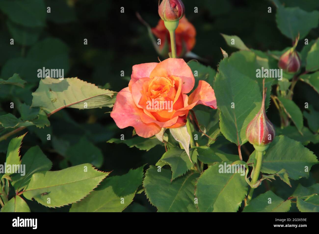 Rose garden Guldemondplantsoen as national monument in Boskoop in the  Netherlands with rose variety La Villa Cotta Stock Photo - Alamy