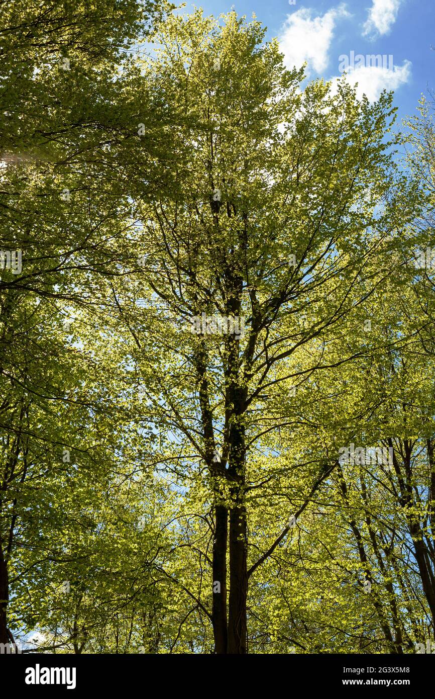 Beech tree (Fagus sylvatica) in new Spring leaf, Wildhams Wood, Stoughton, West Sussex, UK Stock Photo