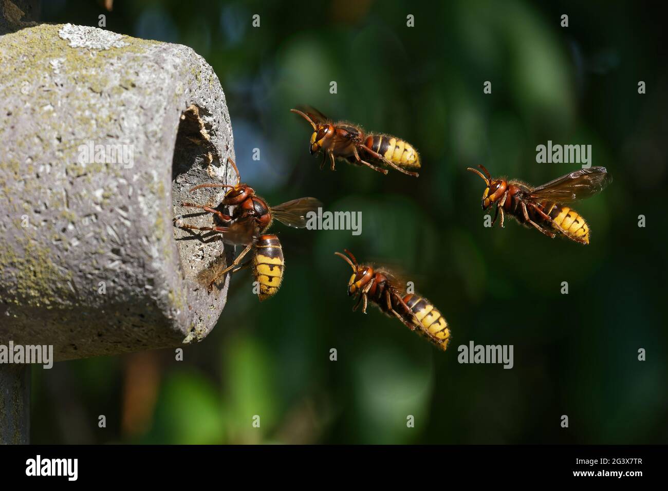 Hornets approaching the nest Stock Photo