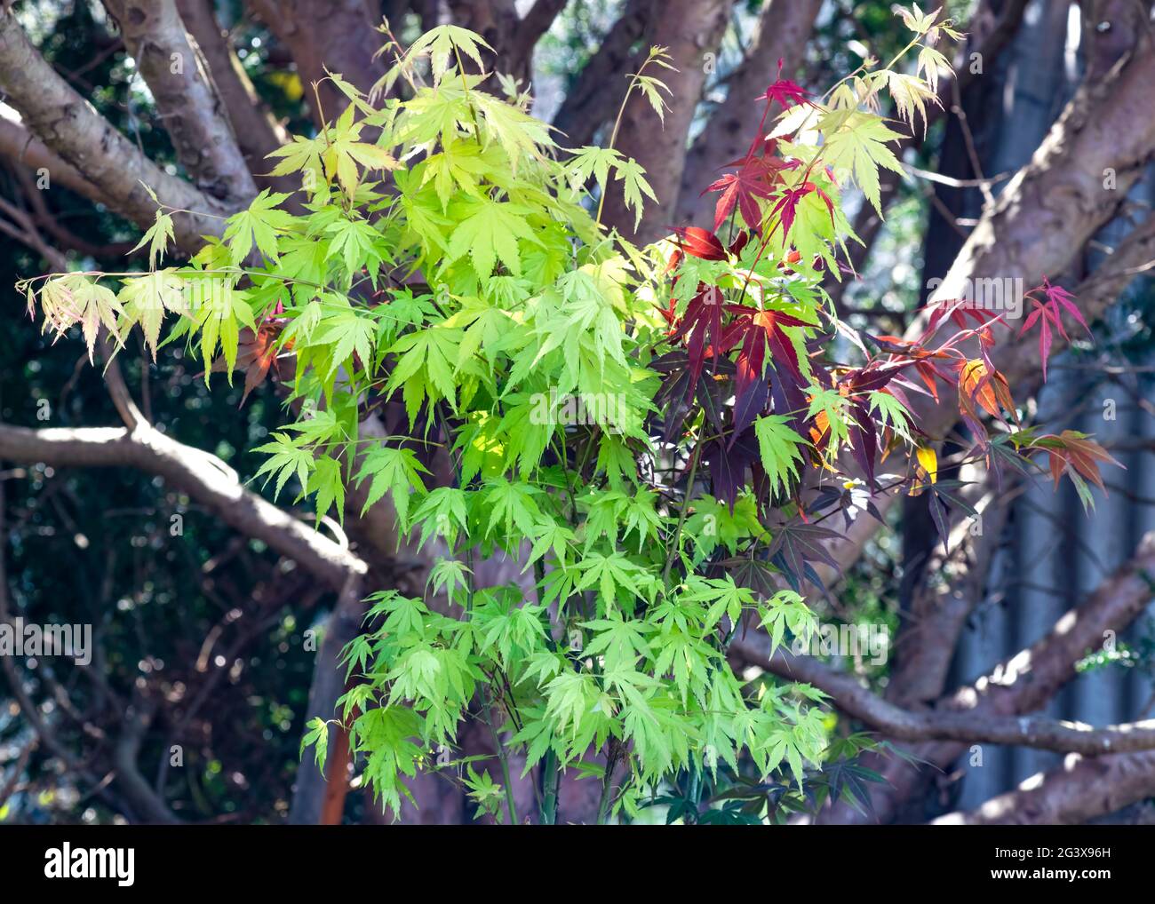 pair of  young acer maple tree , in a garden setting on a bright sunny day , nature concept for any design. Soft selective focus with copy space Stock Photo