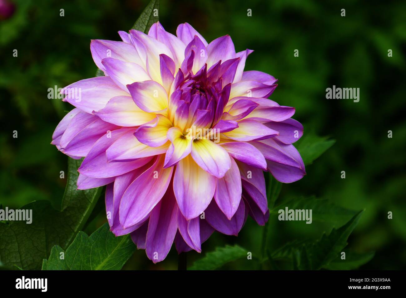 Water lily dahlia, Indian Spirit Stock Photo
