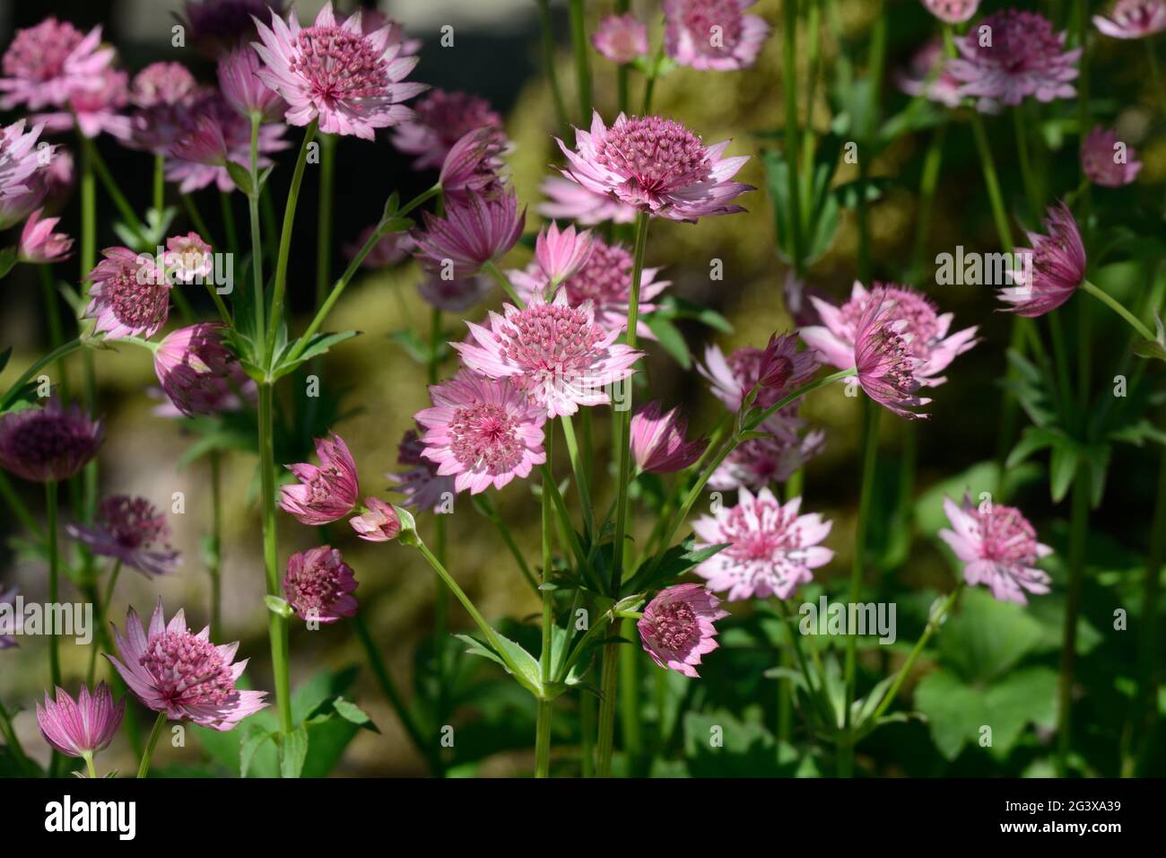 Astrantia major Roma or masterwort compact umbels of tiny pink flowers surrounded by a rosette Stock Photo