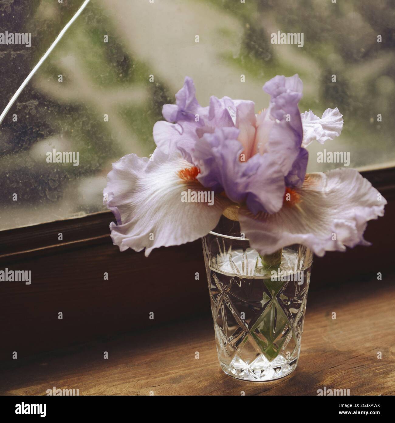 Vase of irises hires stock photography and images Alamy