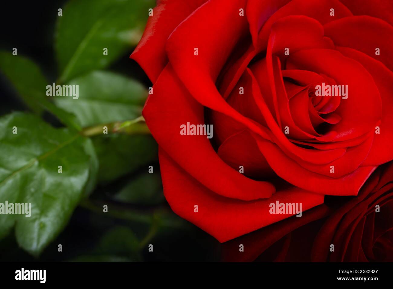 Red rose on black background Stock Photo