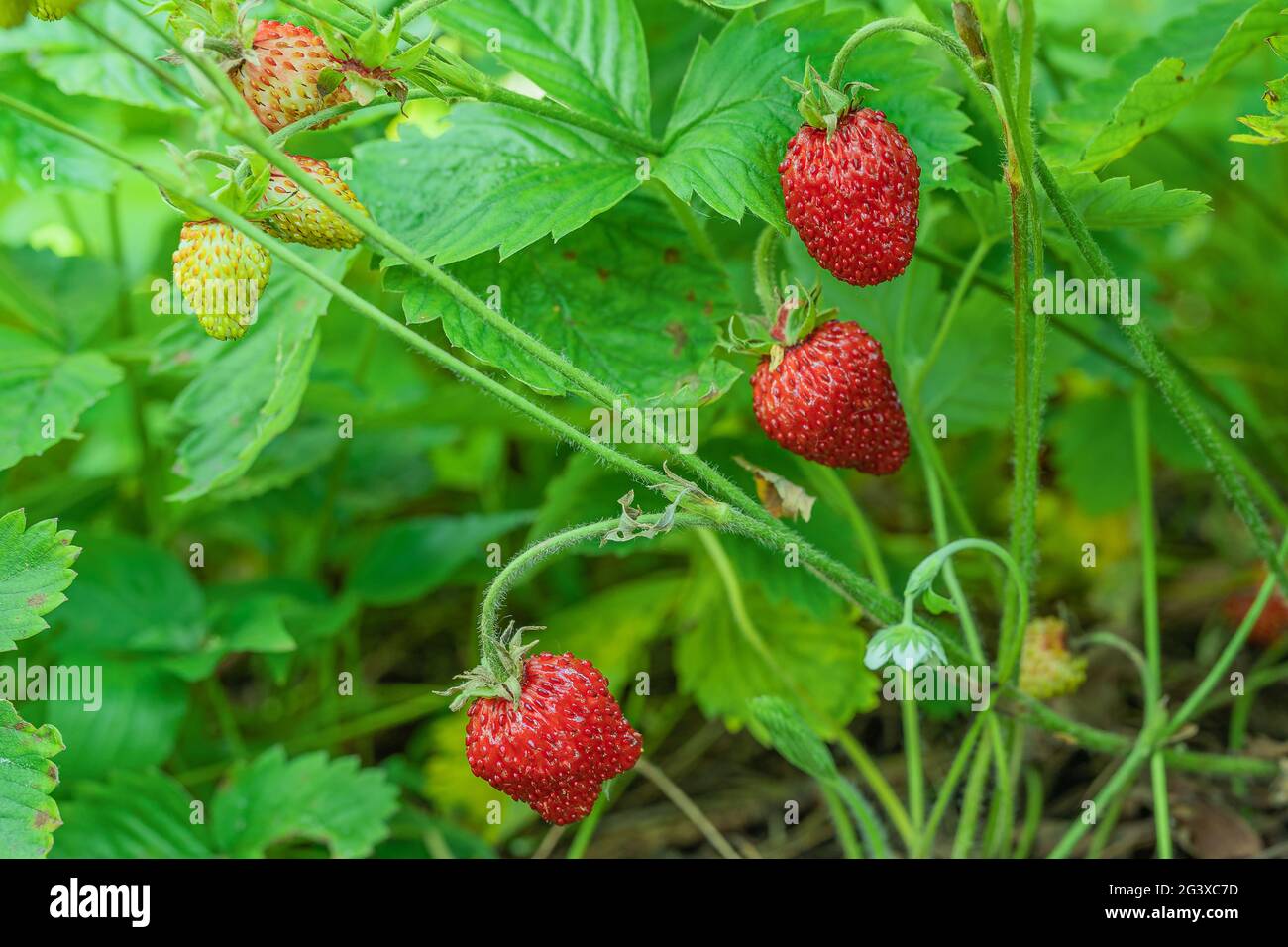 Strawberries garden grass hi-res stock photography and images - Alamy