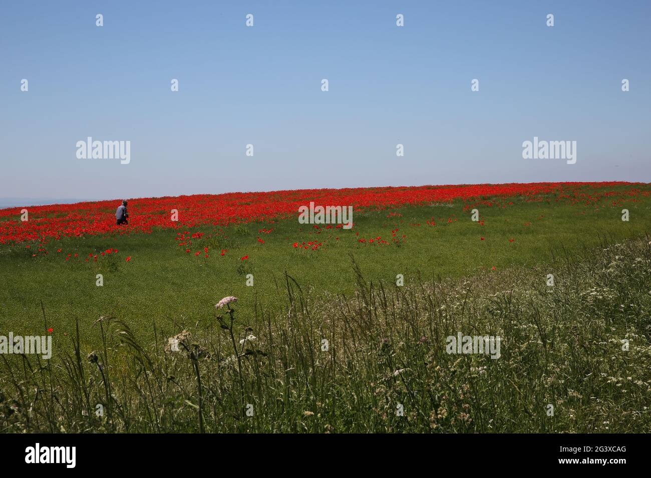 Field poppies south downs hi-res stock photography and images - Alamy