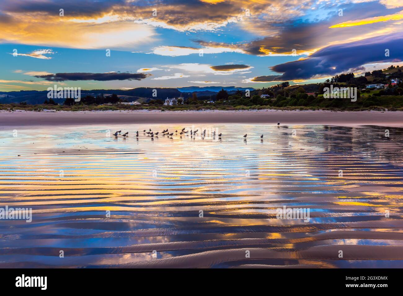 Flock of birds resting near the shore Stock Photo