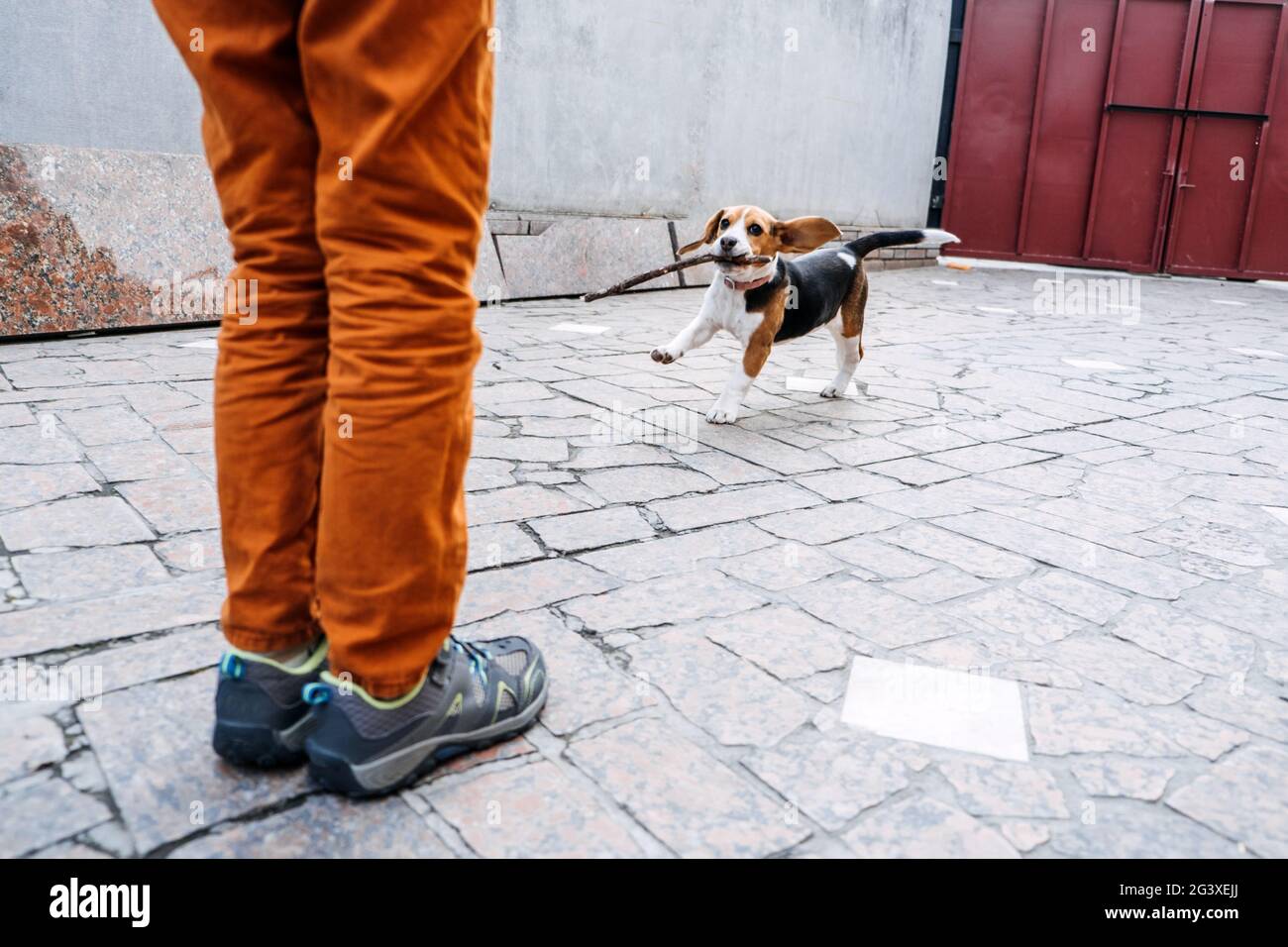 Outdoor Activities For dog puppy Beagles. Games to play with puppies. How to Entertain puppy and