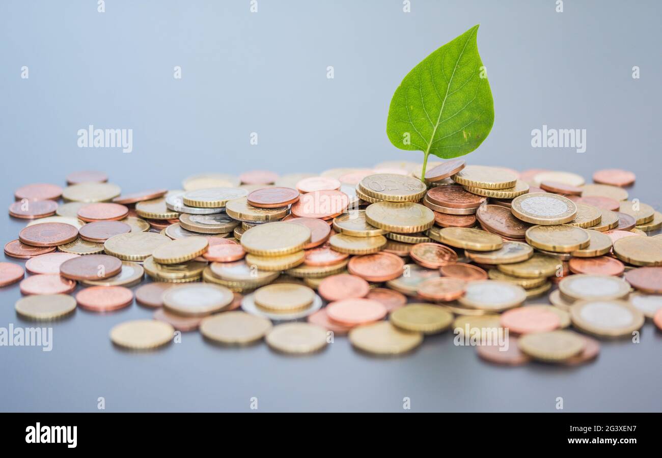 Coins stacked on each other, green leaf growing. Close up picture
