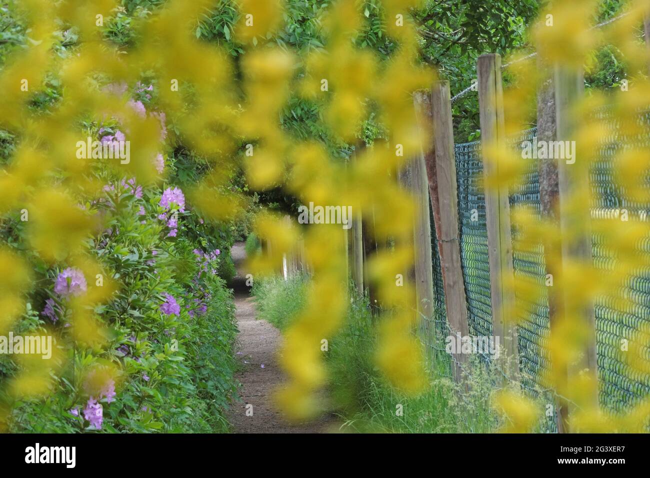 Laburnum curtain: Spring walk through a curtain of yellow laburnum flowers. Bedfordshire, England. Stock Photo
