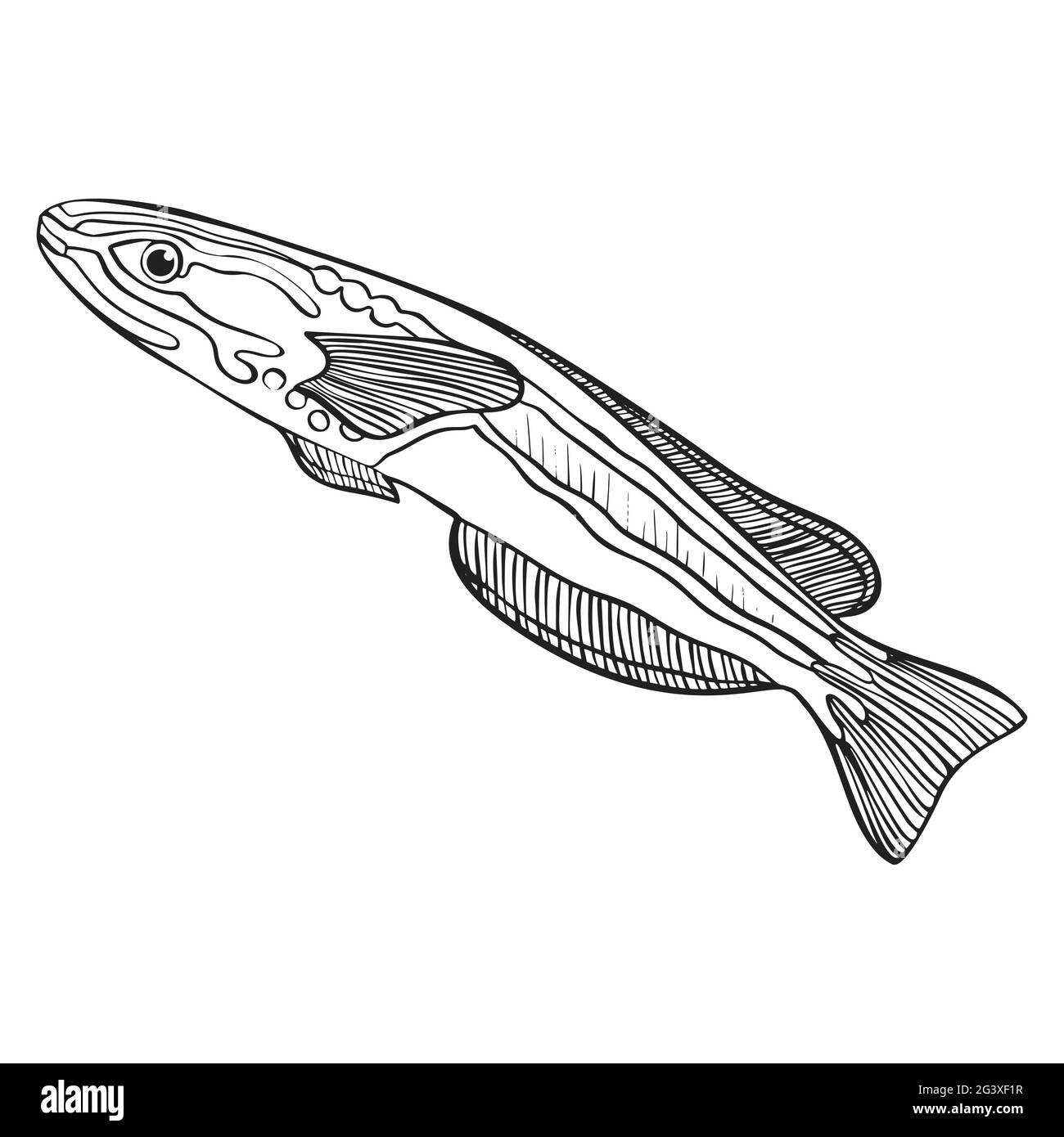 Fish outline drawing Stock Vector Image & Art - Alamy