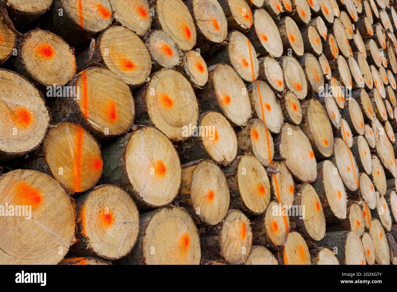 Marked tree trunks, stacked Stock Photo