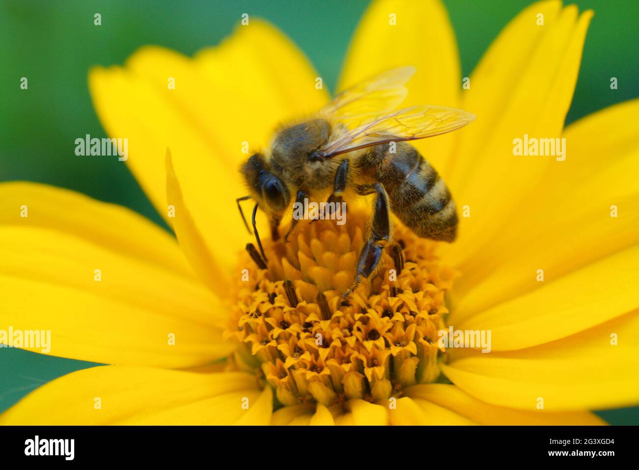 Bee collecting nectar on flower Stock Photo