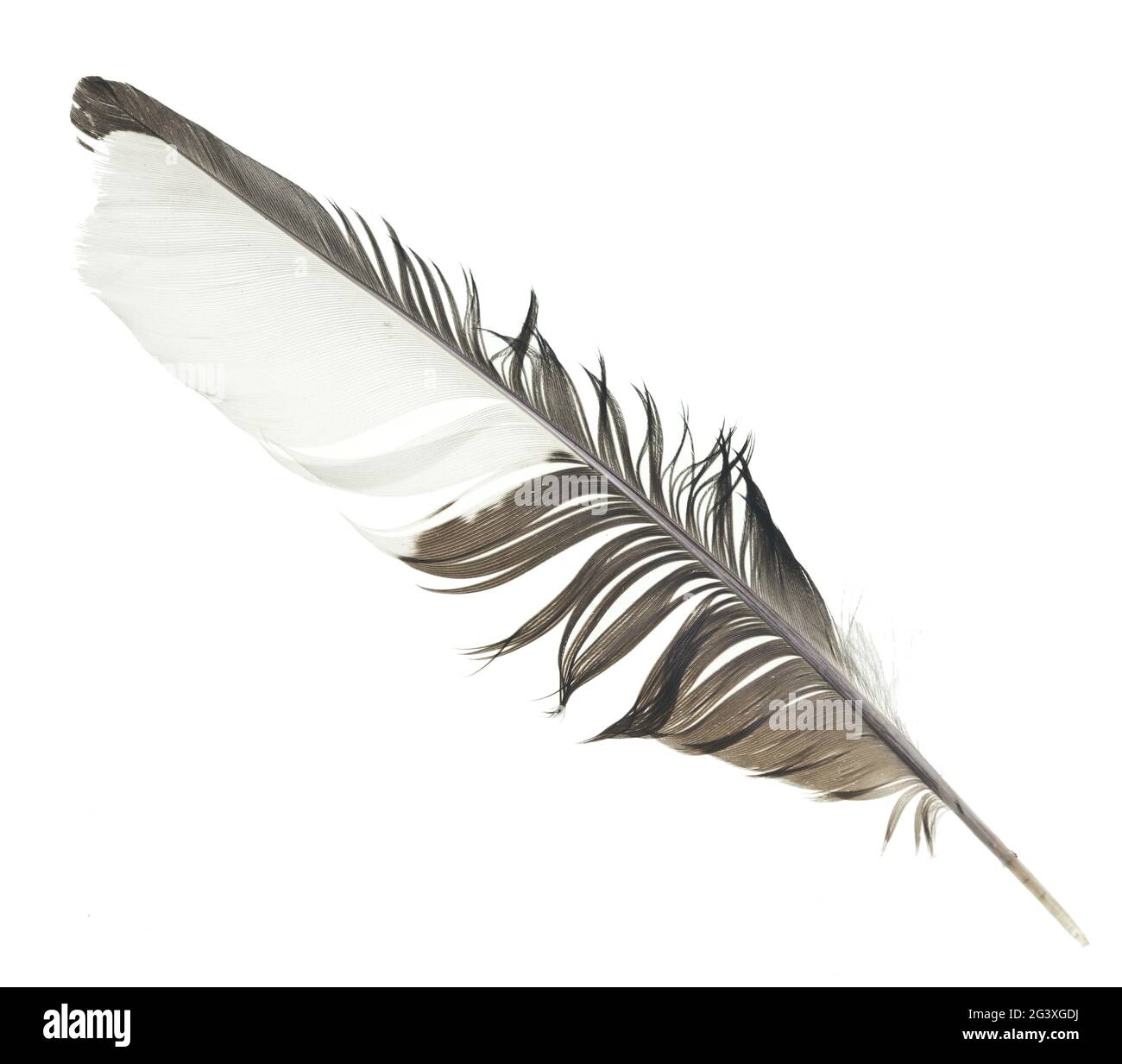 black feather on white background Stock Photo
