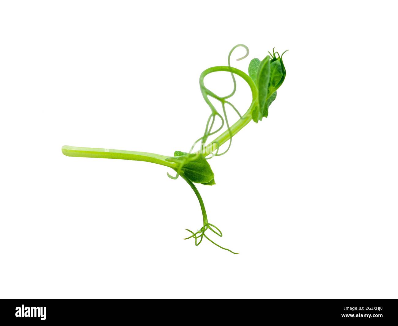 Sprouts peas isolated on white Stock Photo