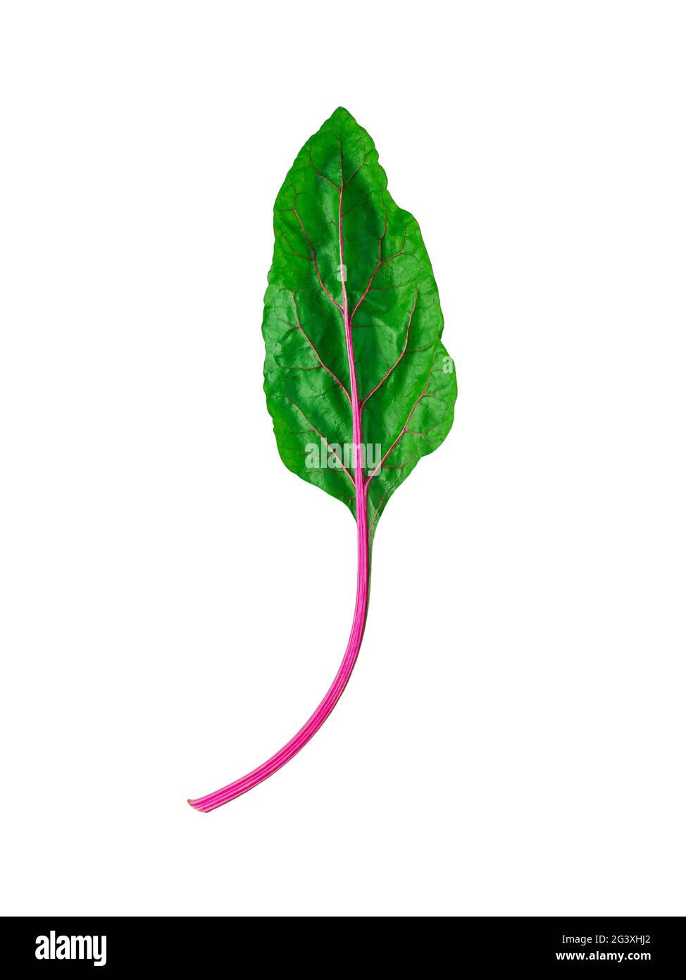 Swiss rainbow chard isolated on white Stock Photo