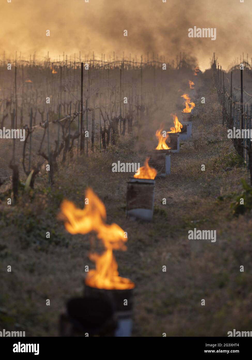 Monnieres (north western France): candles lit up between the rows of vines to save crops from succumbing to sharp spring frosts. Atmosphere in the ear Stock Photo