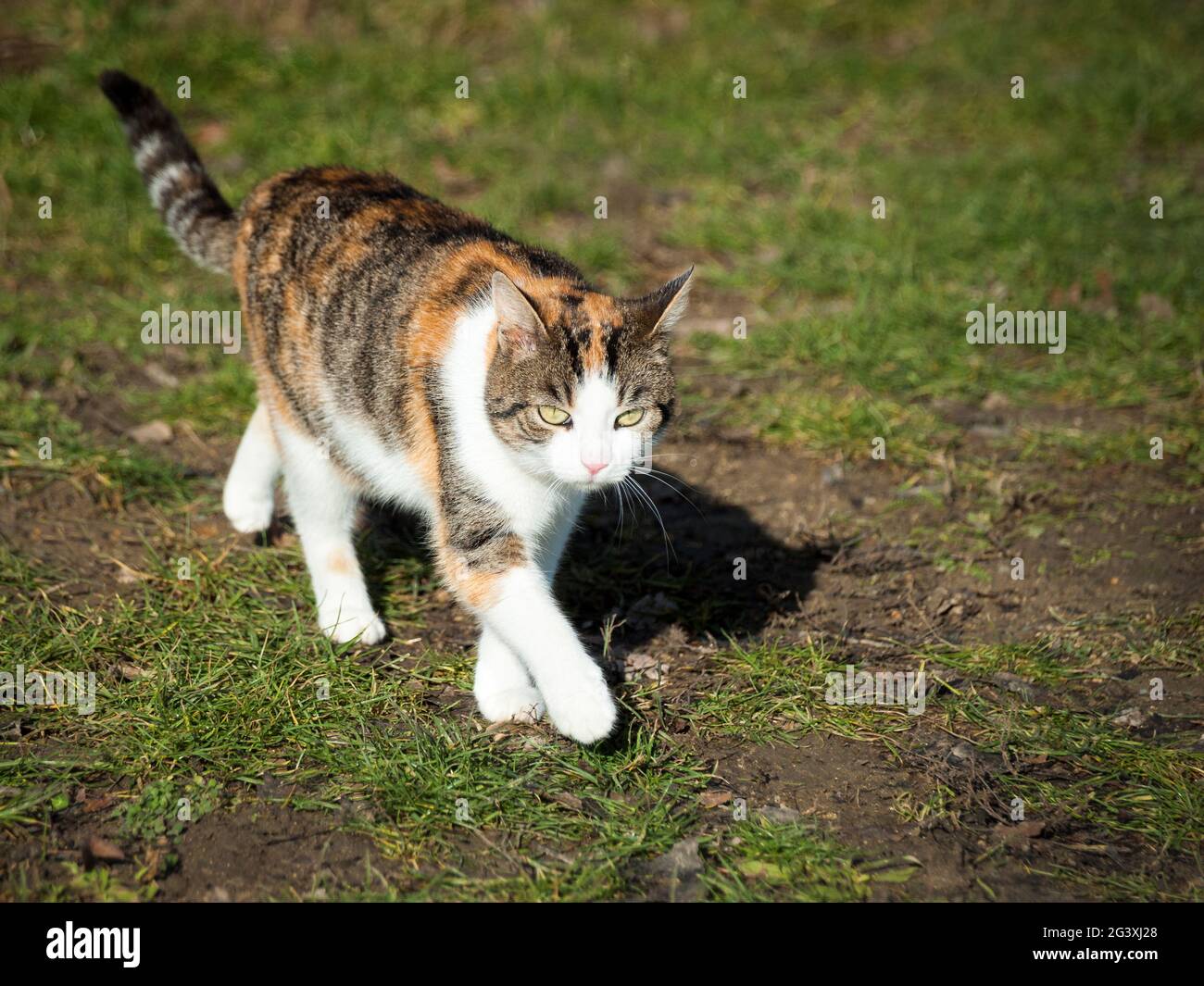 Cat kitty pussy walking along Stock Photo Alamy