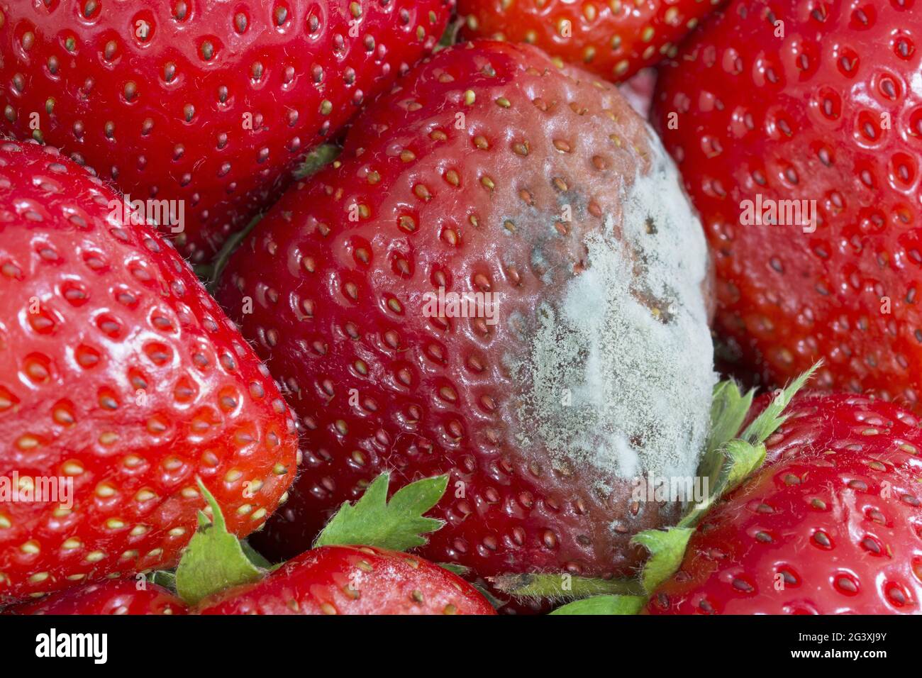 Mildew on strawberry Stock Photo