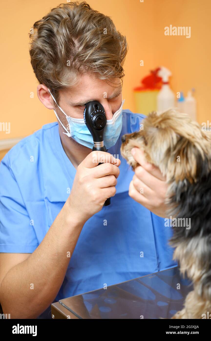Veterinarian examining dog's eye through ophthalmoscope Stock Photo Alamy