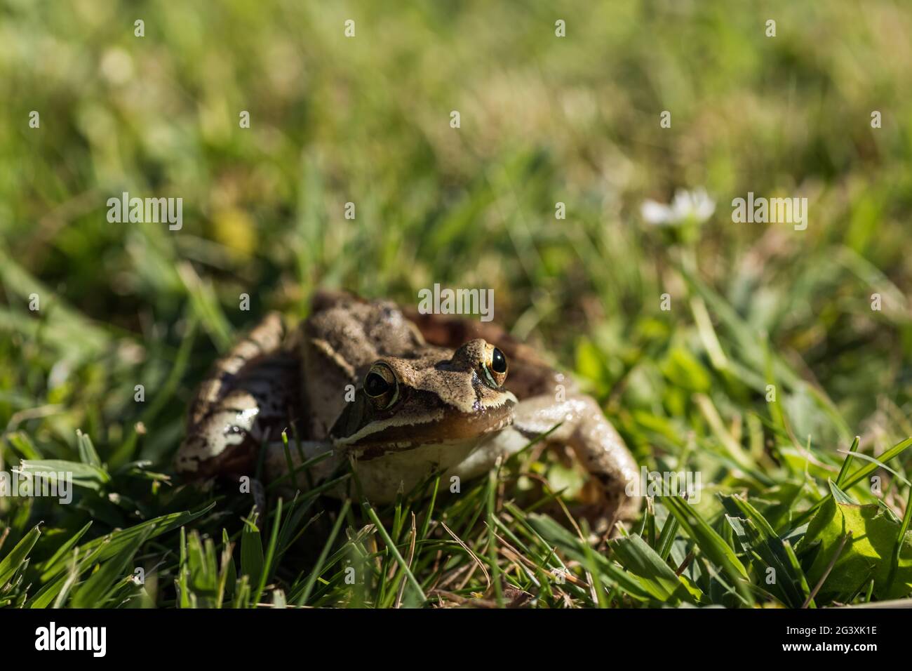 little brown grass frog before a jump out of the sun Stock Photo