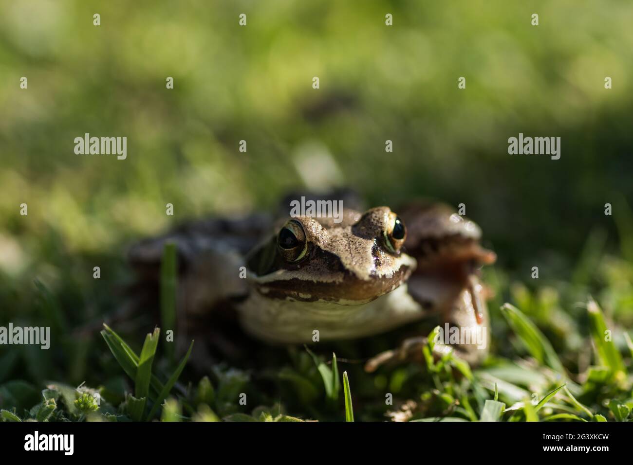 little brown grass frog sitting in the sun and looks to the side Stock Photo