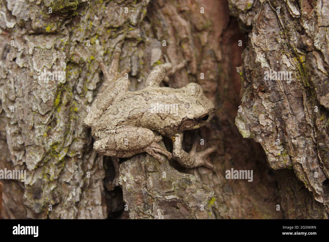 Gray Tree Frog Hyla chrysoscelis on pine tree in Eastern Texas Stock