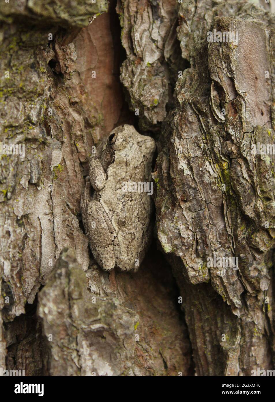 Gray Tree Frog Hyla chrysoscelis on pine tree in Eastern Texas Stock Photo