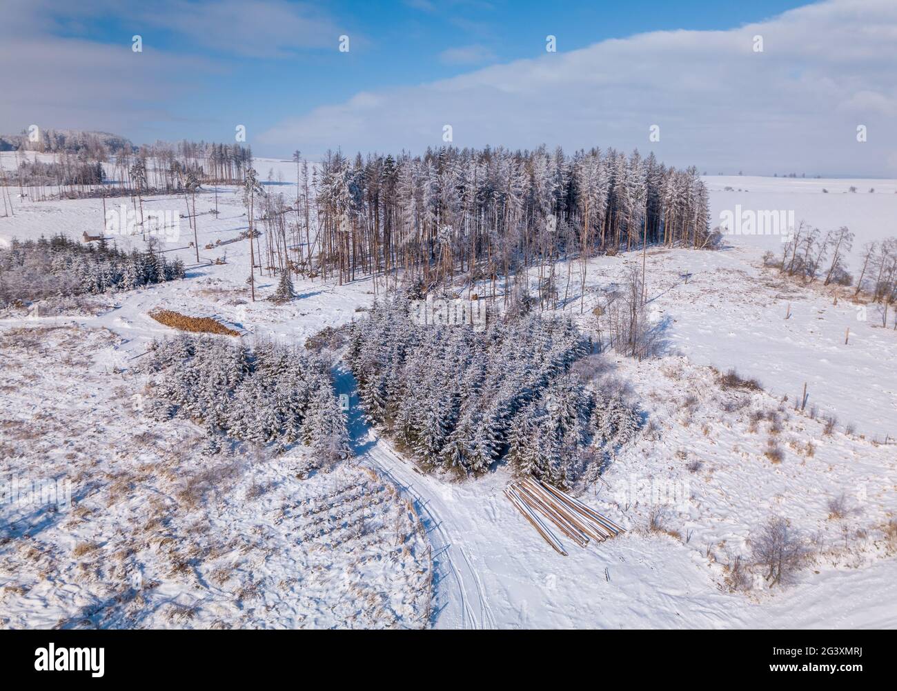 Aerial view of spruce tree in deforested landscape Stock Photo