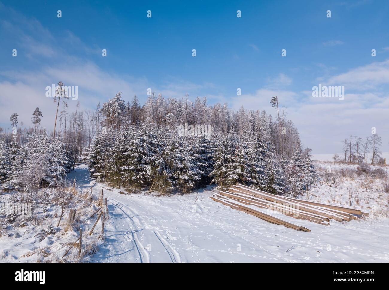 Aerial view of spruce tree in deforested landscape Stock Photo