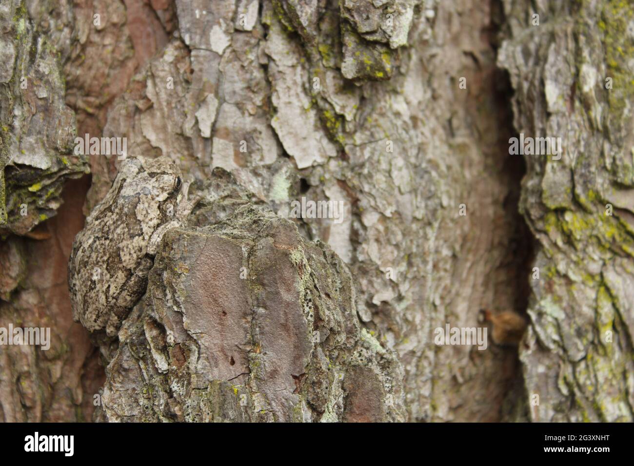 Gray Tree Frog Hyla chrysoscelis on pine tree in Eastern Texas Stock Photo