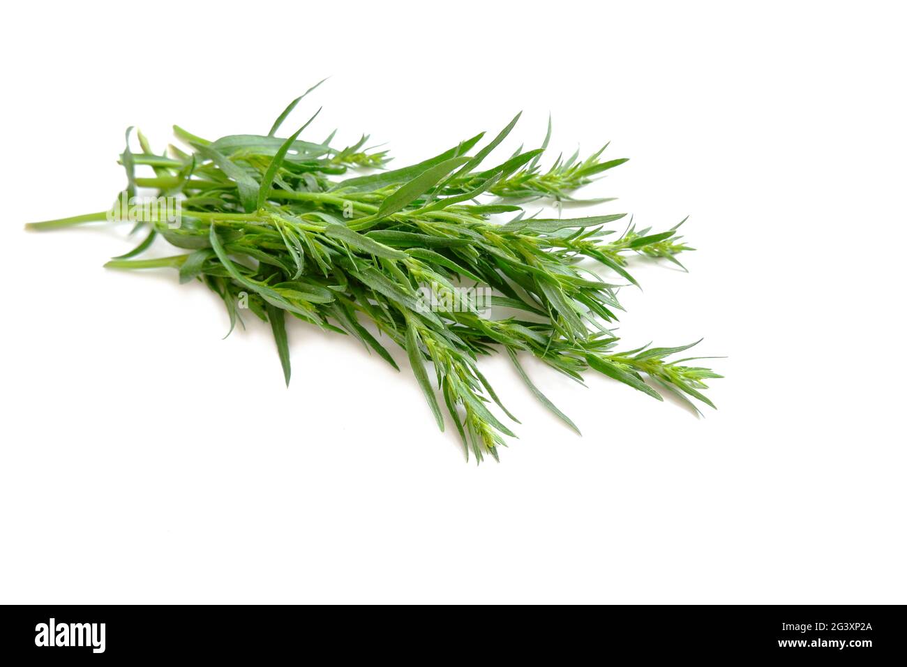 Tarragon twigs. Spicyaromatic, tonic plant. Fresh shoots of green
