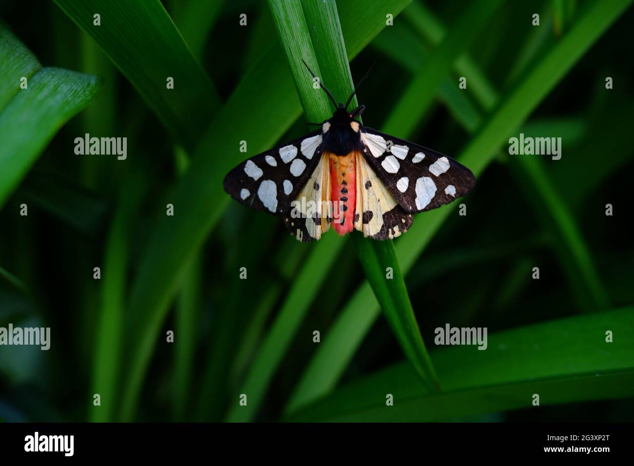Mottled butterfly. A colorful live butterfly sits on a green lily leaf. Stock Photo