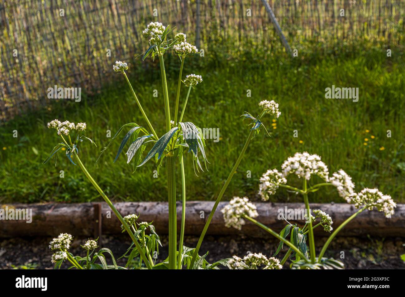 Valerian plant growing in Ahn, Luxembourg Stock Photo