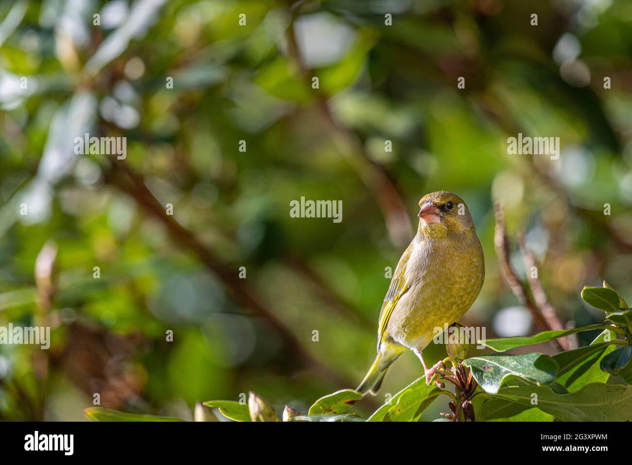 Green finch with blurred background Stock Photo