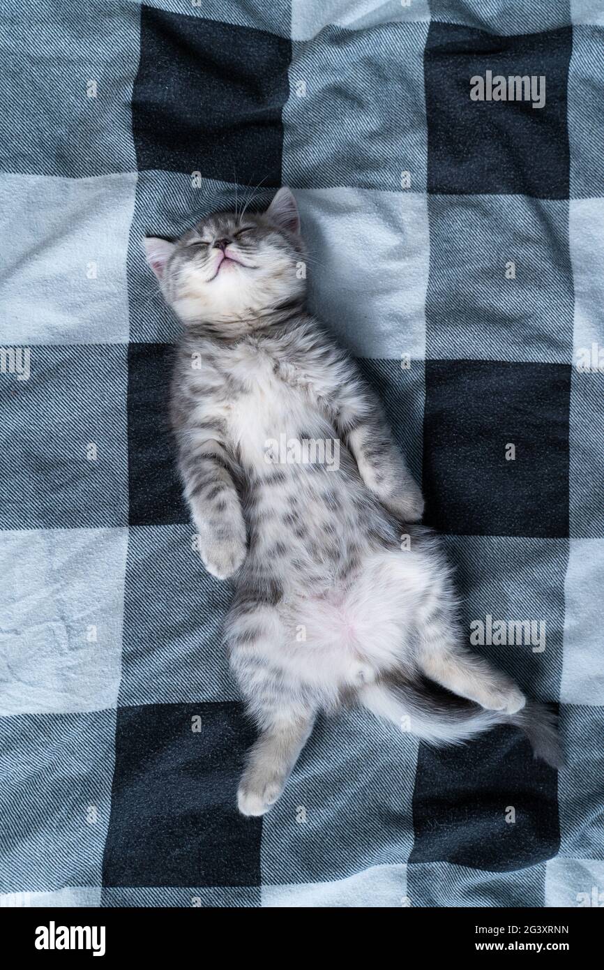 Cute Kitten Lies On Back And Sleeping Tabby Scottish Kitty Gray Funny Lying And Sleeping On Bed Love For Animals Concept Comf Stock Photo Alamy