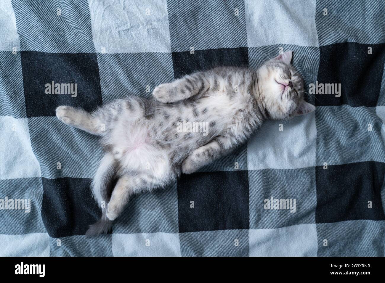 Beautiful little gray tabby cat sleeps sweetly on plaid blanket on bed at home. Kitten of Scottish Straight breed lies on back w Stock Photo