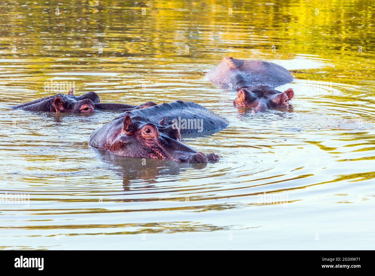 Hippo - semi-aquatic herbivore Stock Photo