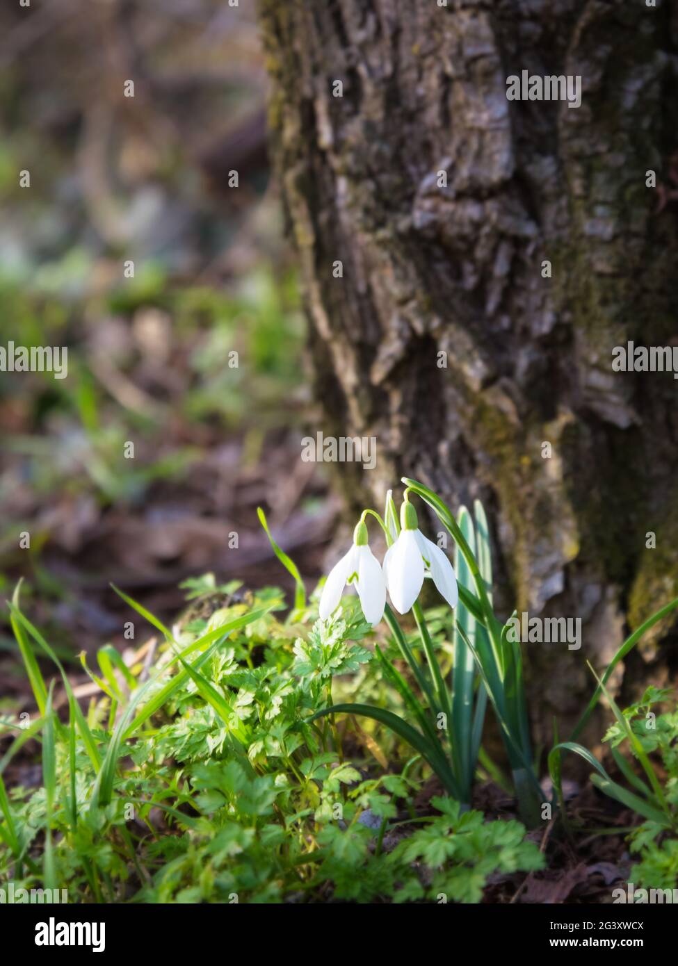 Snowtrops in spring on a tree trunk Stock Photo