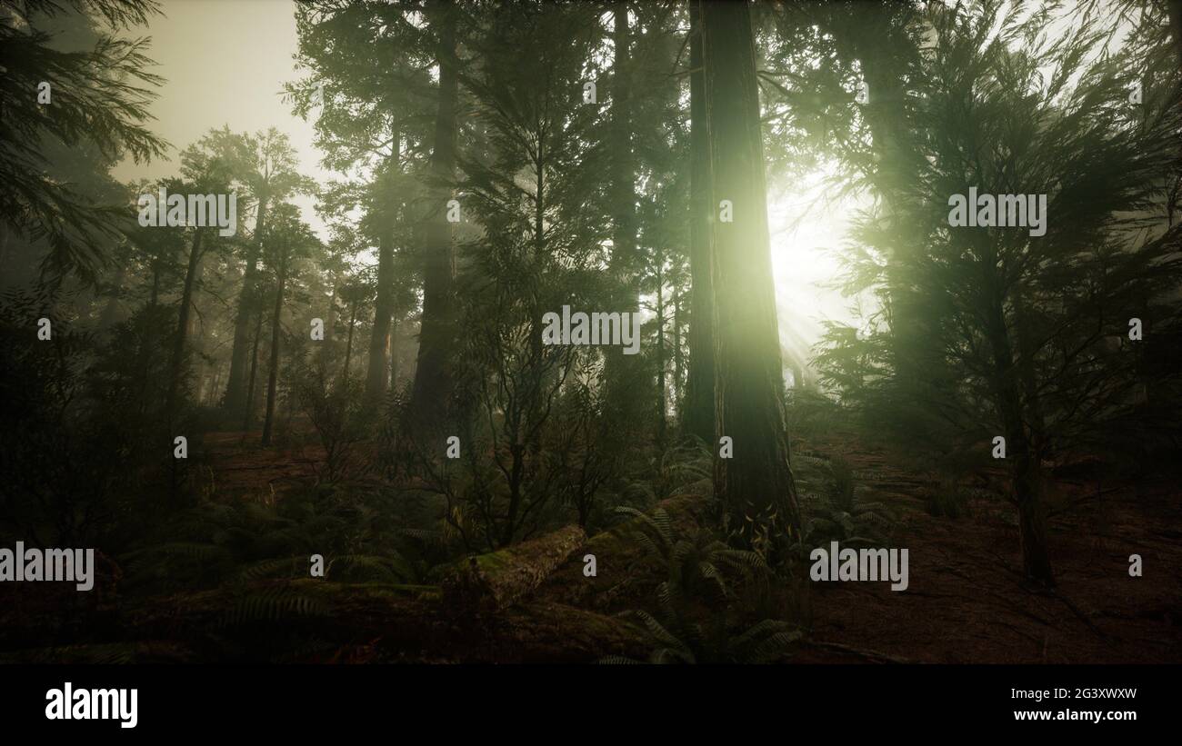 Redwood Forest Foggy Sunset Scenery Stock Photo - Alamy