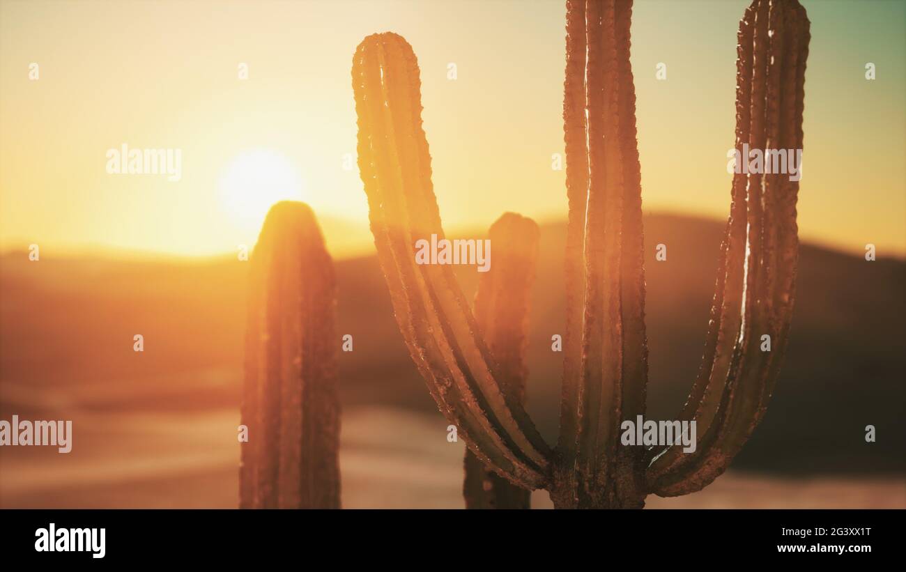 Saguaro Cactus on the Sonoran desert in Arizona Stock Photo - Alamy