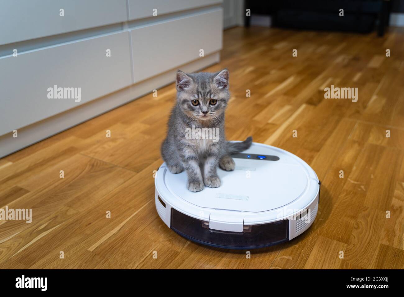 Automatic equipment helping in household. Funny kitten of Scottish Straight breed of gray color with stripes plays at home while Stock Photo