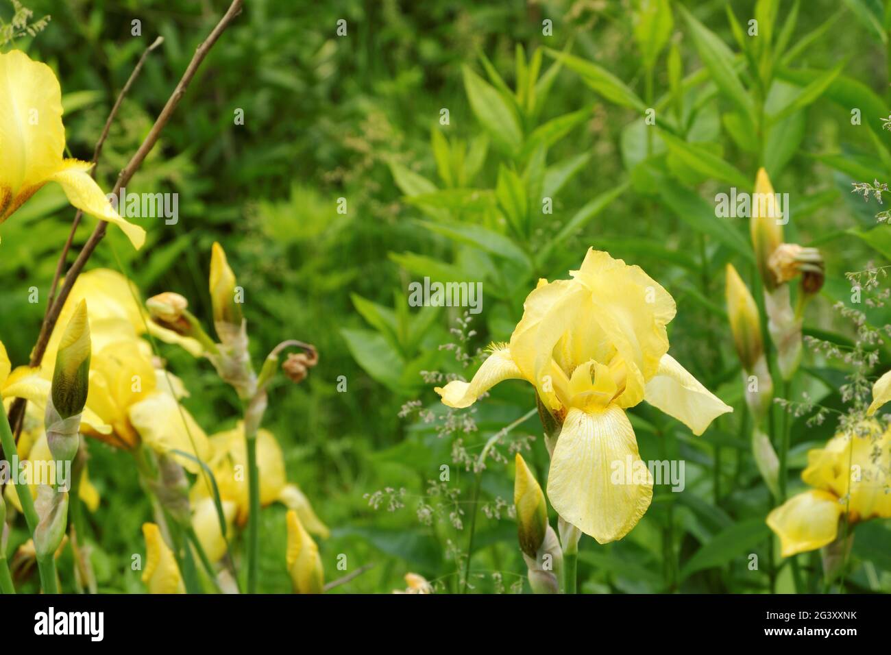 Wild yellow irises on a blurred background of a sunny green glade. Selective focus. Stock Photo